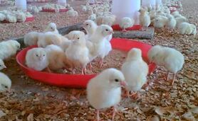 بازگرداندن وجوه گرانفروشی جوجه یک‌روزه به مرغداران

