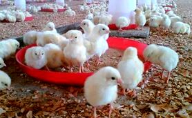 بازگرداندن وجوه گرانفروشی جوجه یک‌روزه به مرغداران


