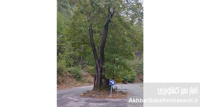 درسِ احترام به طبیعت در آلانیای ترکیه؛ الگویی برای گرگان و گلستان

