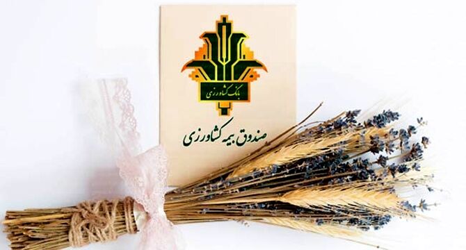 رکوردشکنی بیمه اجباری گندم و دانه‌های روغنی؛ پوشش ۷.۳ میلیون هکتار در سال زراعی ۱۴۰۲-۱۴۰۳