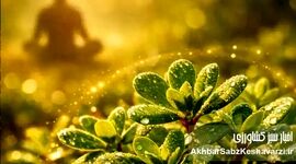 گیاه خرفه؛ گنج پنهان طبیعت برای کنترل استرس