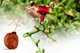 خارشتر و تغذیه دام

