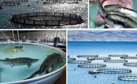 لزوم ارزان‌سازی و مصرف آسان آبزیان در کشور

