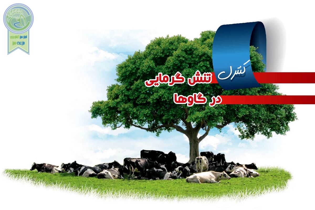 کنترل تنش گرمایی در گاوها

