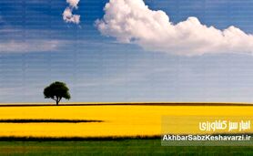 داستان روغن کانولا