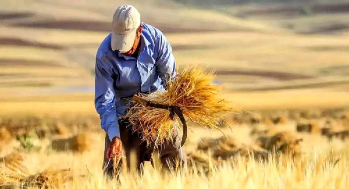 ۱۰۰ همت دیگر برای گندمکاران؛ دولت به دنبال تسویه بیش از ۹۰ درصد مطالبات