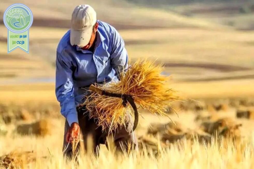 ۱۰۰ همت دیگر برای گندمکاران؛ دولت به دنبال تسویه بیش از ۹۰ درصد مطالبات