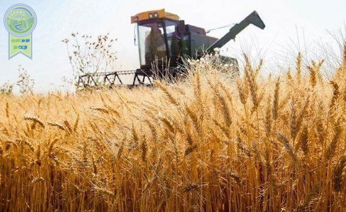 نیازی به واردات گندم نداریم

