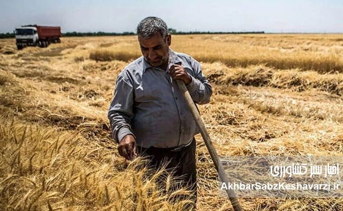 چماق گندم وارداتی برای پایین نگه داشتن نرخ داخلی