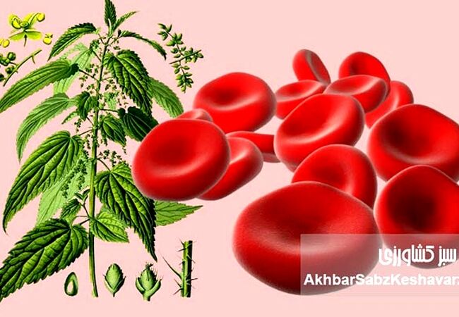  گیاهان معجزه گر برای درمان کم خونی