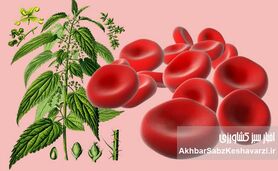  گیاهان معجزه گر برای درمان کم خونی