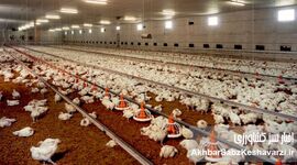 بحران بدهی ۶۰ همتی؛ وقتی دولت با امنیت غذایی قمار می‌کند