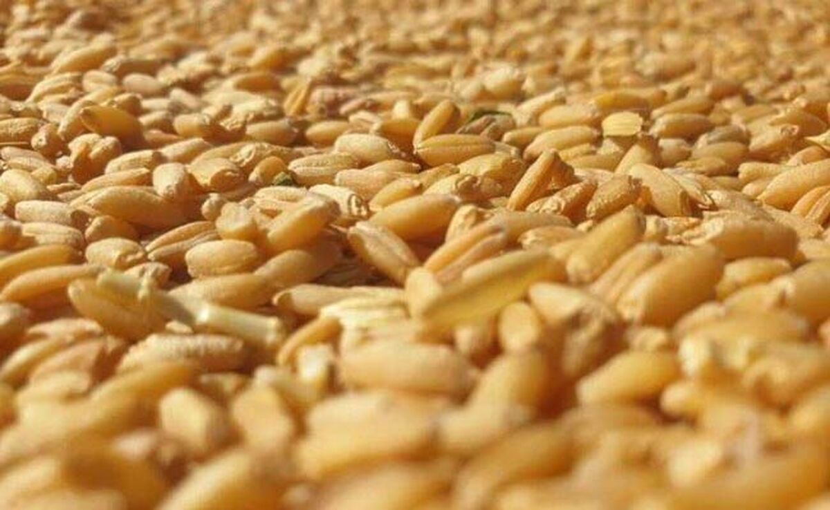 ۳۹۰ هزار تن بذر اصلاح شده میان کشاورزان کشور توزیع شد

