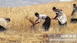 چرا سیاست فعلی، انگیزه گندمکاران را تضعیف و امنیت غذایی را تهدید می‌کند؟