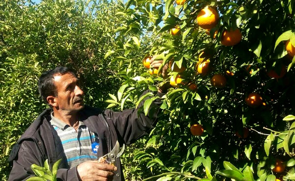 قطب تولید مرکبات کشور جاده دسترسی ندارد

