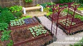 آموزش پرورش سبزیجات در گلدان و فضای کوچک (گام‌به‌گام)