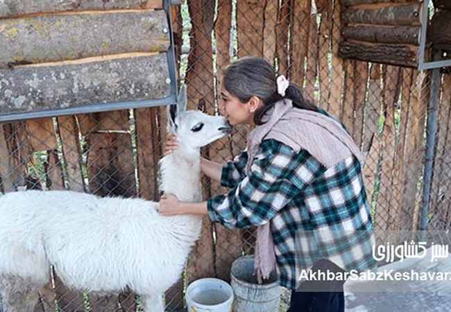  فرهنگ نگهداری از حیوانات خانگی؛ ضرورتی که نیاز به آگاهی دارد