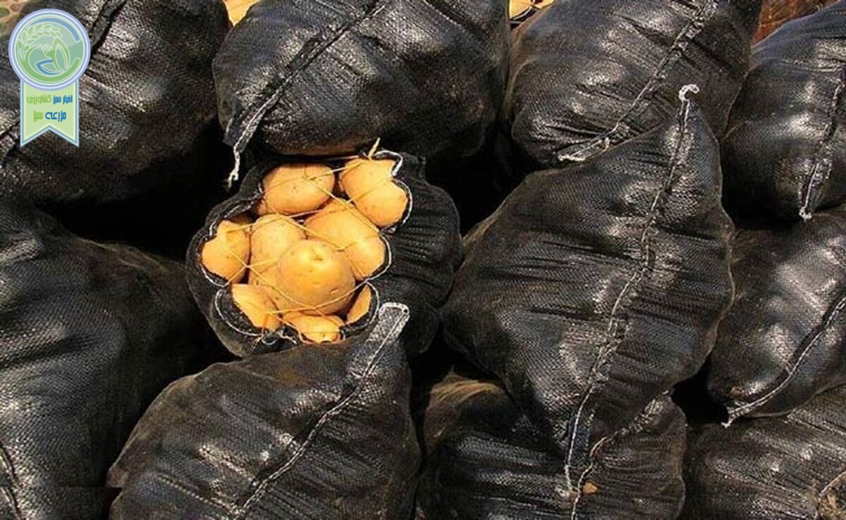 سیب زمینی بحران آفرید

