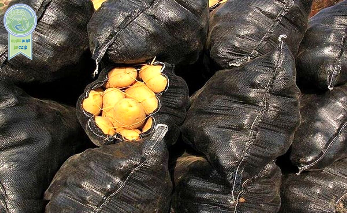 سیب زمینی بحران آفرید

