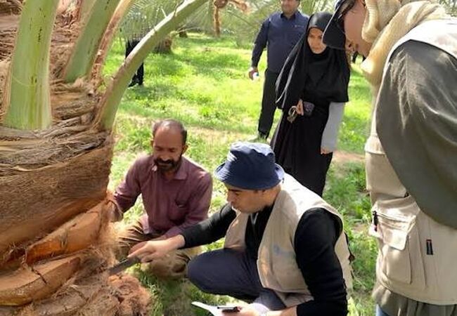 فائو برای مقابله با آفات و بیماری‌های نخل در ایران وارد عمل شد
