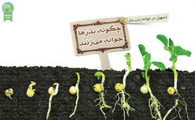 چگونه بذرها جوانه می‌زنند

