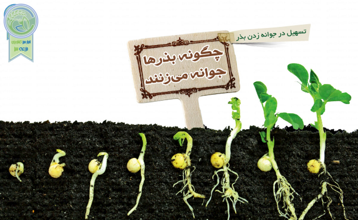 چگونه بذرها جوانه می‌زنند

