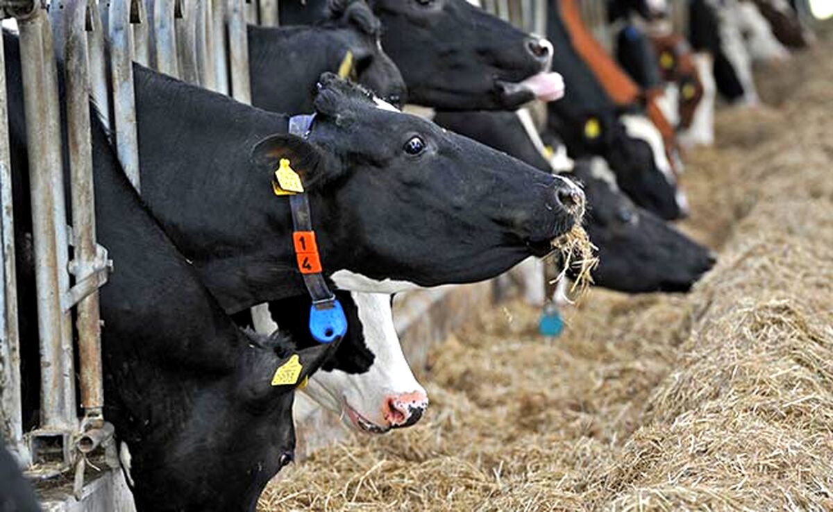 قیمت نهاده های دامی و محصولات کشاورزی ۲۲ مرداد ۱۴۰۳+ جدول

