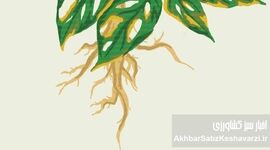 جلوگیری از پوسیدگی ریشه گیاهان گلدانی