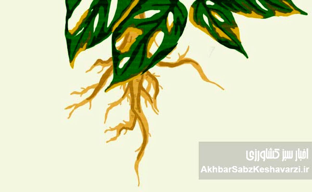 جلوگیری از پوسیدگی ریشه گیاهان گلدانی