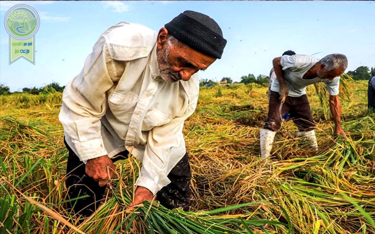 دولت برق کشاورزان و صنعتگران را برای کسب محبوبیت قطع می‌کند

