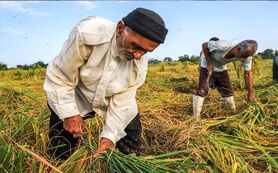 دولت برق کشاورزان و صنعتگران را برای کسب محبوبیت قطع می‌کند

