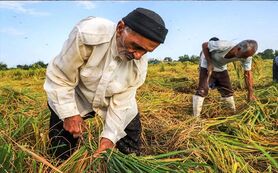 دولت برق کشاورزان و صنعتگران را برای کسب محبوبیت قطع می‌کند

