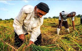 دولت برق کشاورزان و صنعتگران را برای کسب محبوبیت قطع می‌کند

