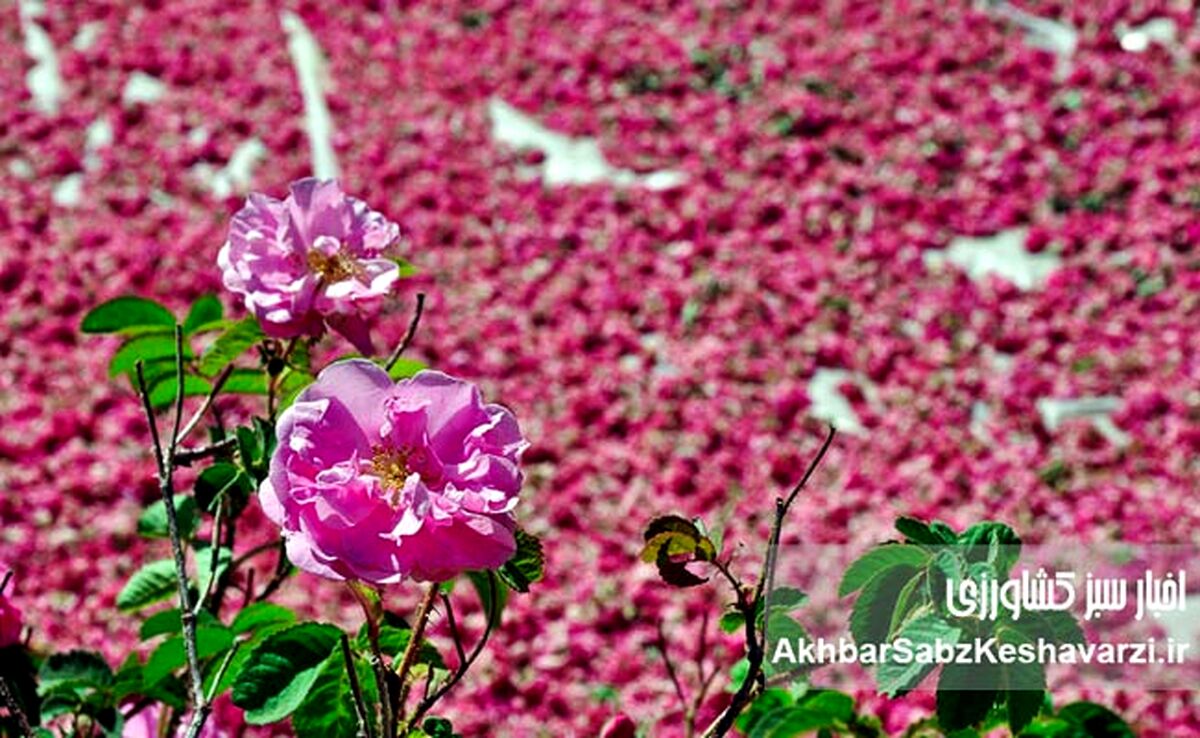 ثبت جهانی محصولات ملی؛ راهی برای حفظ میراث فرهنگی و اقتصادی ایران