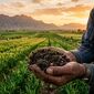 چرا بعضی خاک‌ها با وجود کوددهی زیاد، حاصلخیزی خود را از دست می‌دهند؟