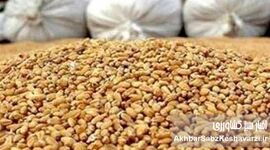 اختفا و امتناع از عرضه ۶۷۰۷ تن نهاده دامی وارداتی جو؛ جریمه ۷۵ میلیارد تومانی
