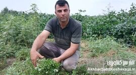 وقتی «علف هرز» به سفره سلامت می‌آید؛ نگاه متفاوت کشاورزی پیشرو به خرفه+ویدئو
