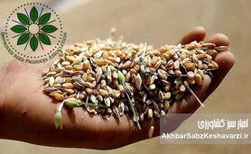 افزایش قیمت خرید گندم؛ پاداشی برای استفاده از بذرهای اصلاح‌شده+ ویدئو