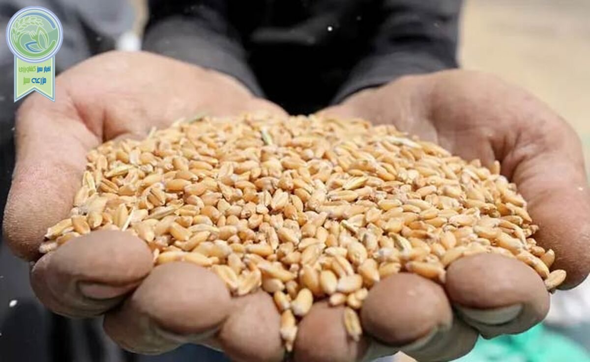 رکورد خرید گندم در مراکز دولتی شکست

