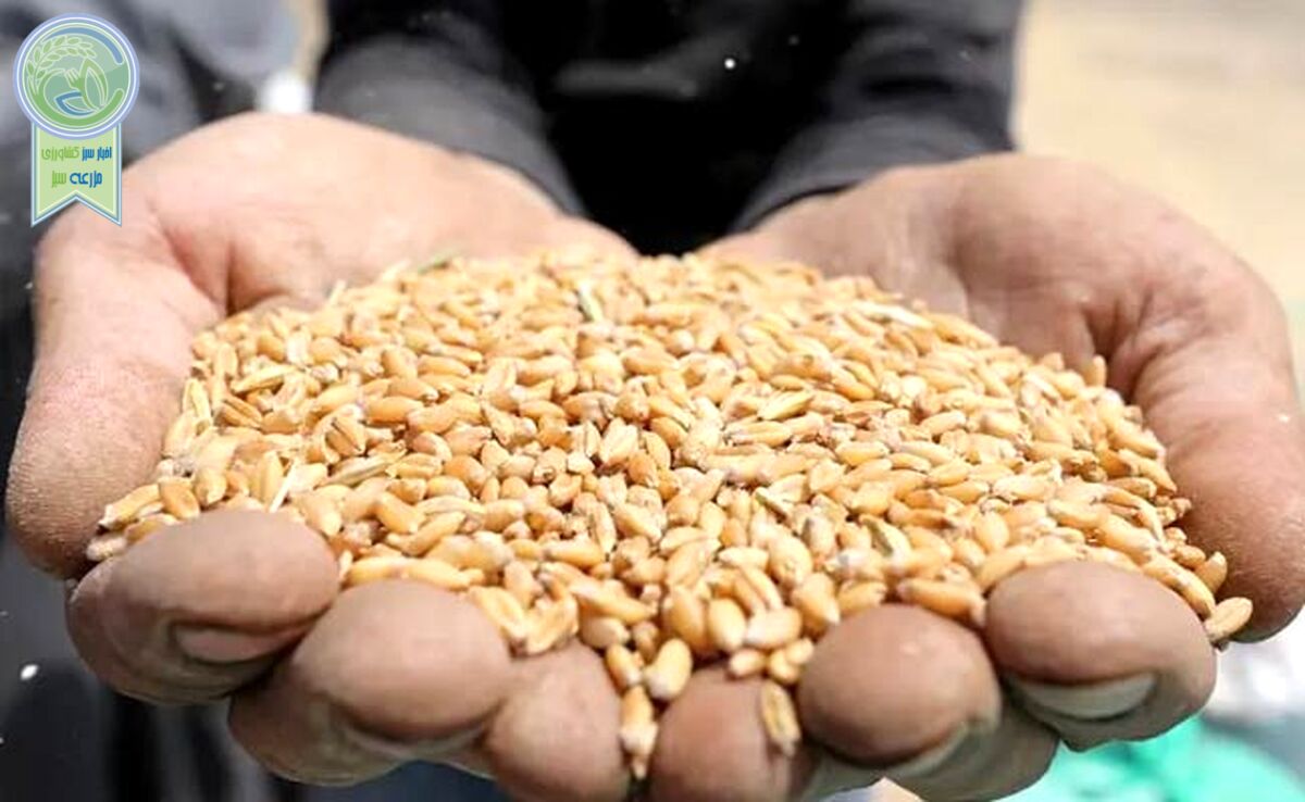 رکورد خرید گندم در مراکز دولتی شکست

