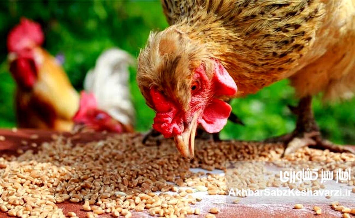 ​ضریب تبدیل خوراک و ضریب تبدیل خوراک مؤثر