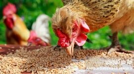 ​ضریب تبدیل خوراک و ضریب تبدیل خوراک مؤثر