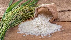 توسعه کشت ارقام برنج کلید دستبابی به خودکفایی و امنیت غذایی


