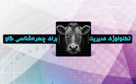 تکنولوژی مدیریت برای چهره‌شناسی گاو

