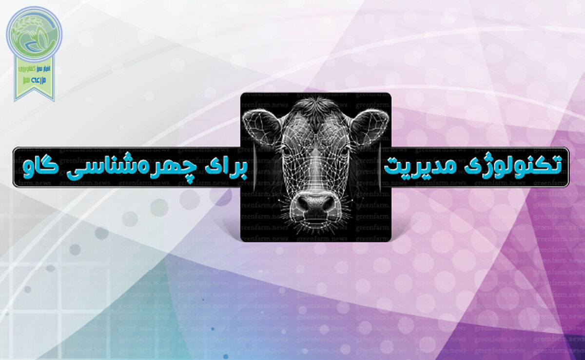 تکنولوژی مدیریت برای چهره‌شناسی گاو

