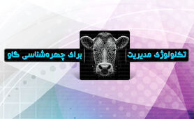 تکنولوژی مدیریت برای چهره‌شناسی گاو

