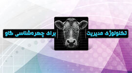 تکنولوژی مدیریت برای چهره‌شناسی گاو

