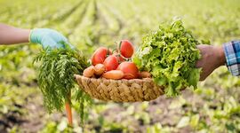 کشاورزی ارگانیک، سرنوشت روستاهای فقیر را تغییر می‌دهد
