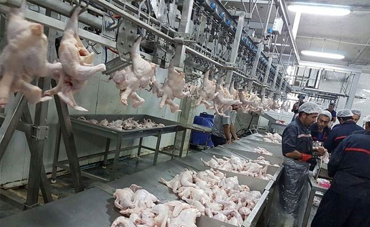 چگونگی غلبه تولید داخلی مرغ و تخم‌مرغ بر مصرف در ماه‌های اخیر

