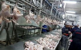 چگونگی غلبه تولید داخلی مرغ و تخم‌مرغ بر مصرف در ماه‌های اخیر

